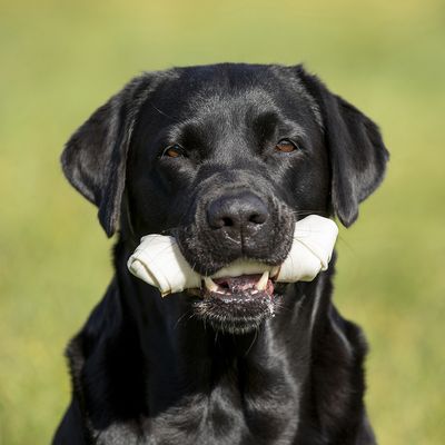 in 1 Ossa da masticare Pro Dental - Pollo