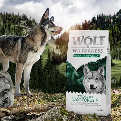 Wolf of Wilderness 