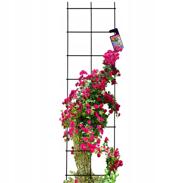 Krata Pergola Ogrodowa Do Roślin Pnących 35x120