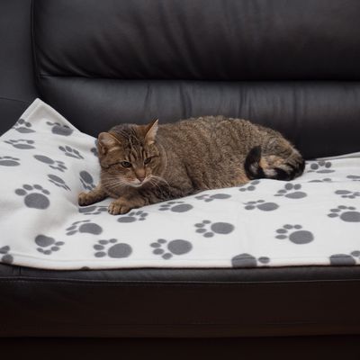 Pawty Fleece Blanket