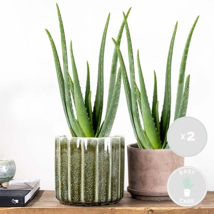 2x Aloe Vera Barbadensis - Planta suculenta - Fácil cuidado - D12 cm - H35-40 cm