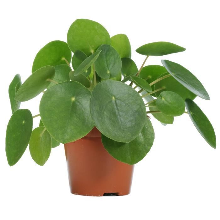 Pilea Peperomioides Plante à Monnaie Chinoise d'Intérieur pour la Masion ou le Bureau