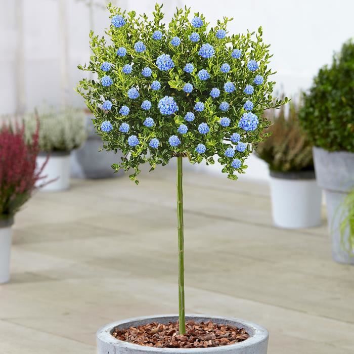 Ceanothus Victoria, lila silvestre de California en maceta para jardines pequeños.