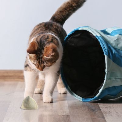 Katze Casimir Katzenminze-Kissen