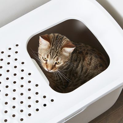 Savic Hop In Katzentoilette