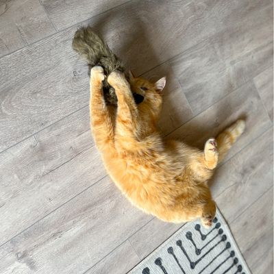 Zabawka dla kota Aumüller Ferret