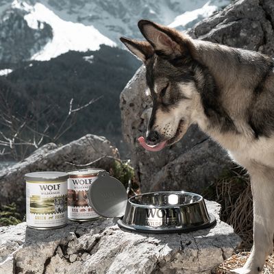 Tigela para cães Wolf of Wilderness em aço inoxidável antiderrapante