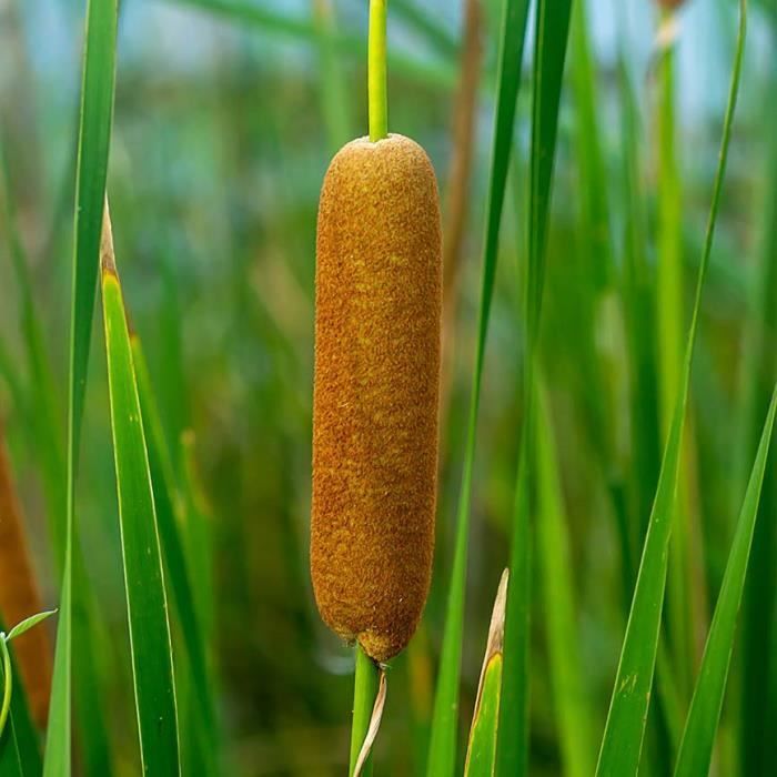 Typha latifolia - Scirpe - Plante de bassin - Rustique - D9 cm - H15-25 cm