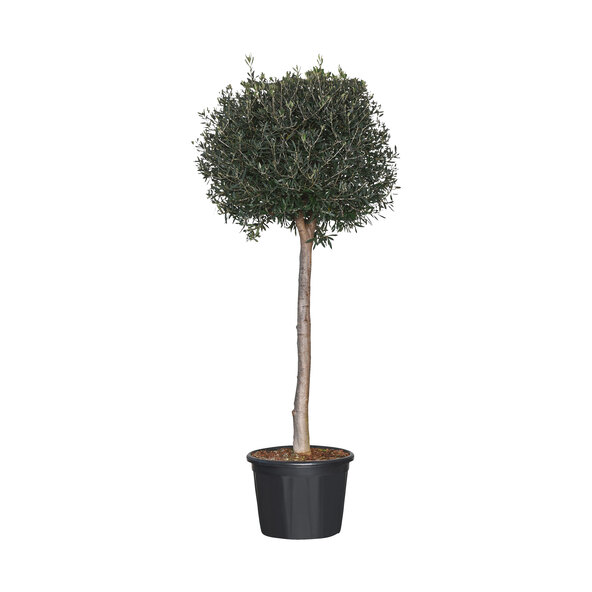 Olea europaea XXL
