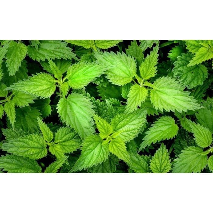 1000 semillas de ortiga silvestre - Planta compañera para huertos - Método orgánico
