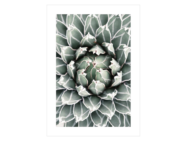 Plakat Sukulent 1 50x70 cm