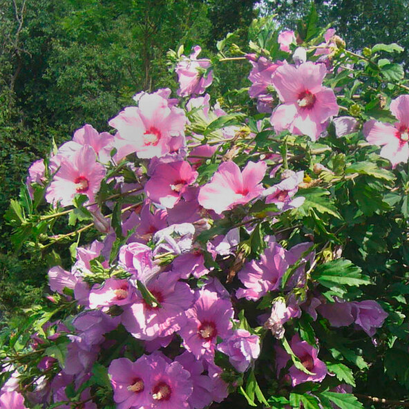 Hibiscus de grădină MegaBiscus