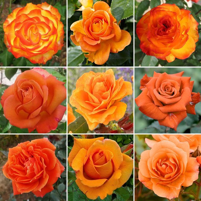 Stunning Orange Rose in a Pot | Premium Garden Roses with Colorful Summer Flowers