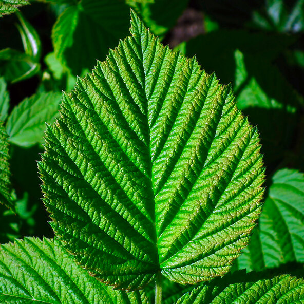 Mix de fructe de pădure Duet de fructe de pădure, set de 2