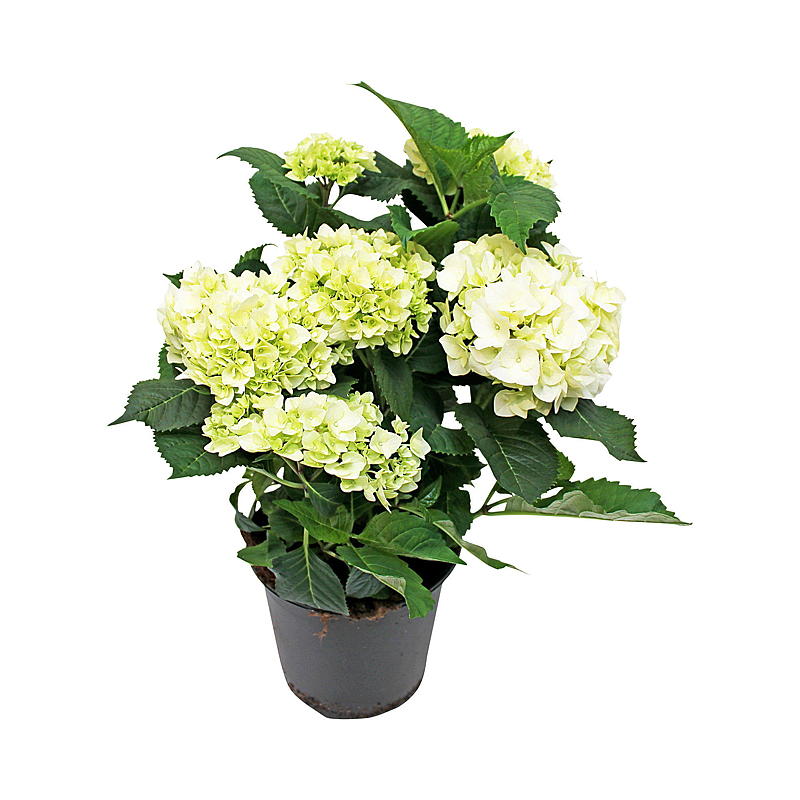 Havehortensia P21, hortensia macrophylla
