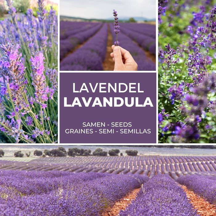 Graines de Lavande Vraie (Lavandula angustifolia) env. 150 Pcs-Semences Rustiques Vivaces-Graine Parfumée pour Jardin et Abeilles
