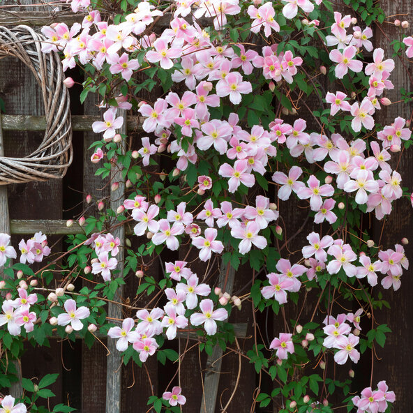Clematis montana Blütenfee