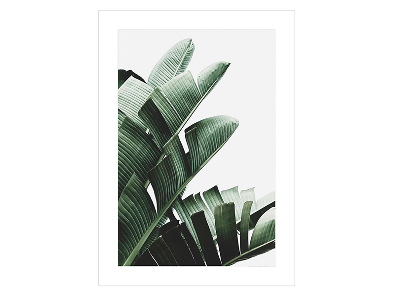 Plakat Liść Bananowca II 50x70 cm