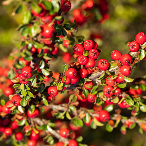 Cotoneaster Frieders Evergreen, set van 9