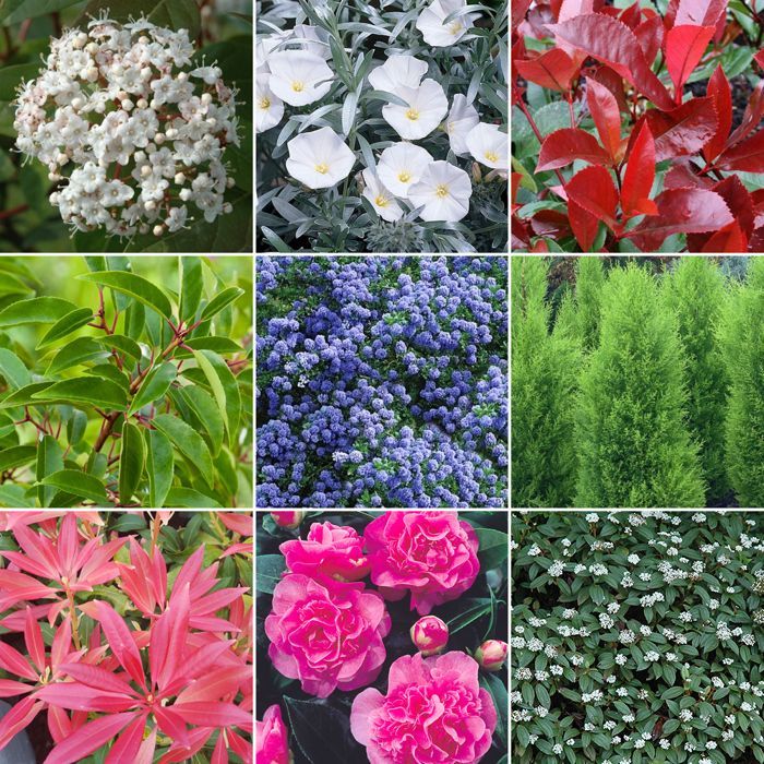 Mix of 5 evergreen shrub plants - Certified high-quality potted plants