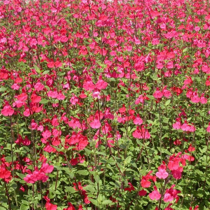 Royal Bumble Kleinbladige Salie