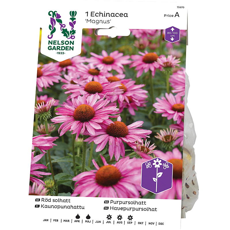 Nelson Garden Purpur-Sonnenhut (Echinacea purpurea), rosa