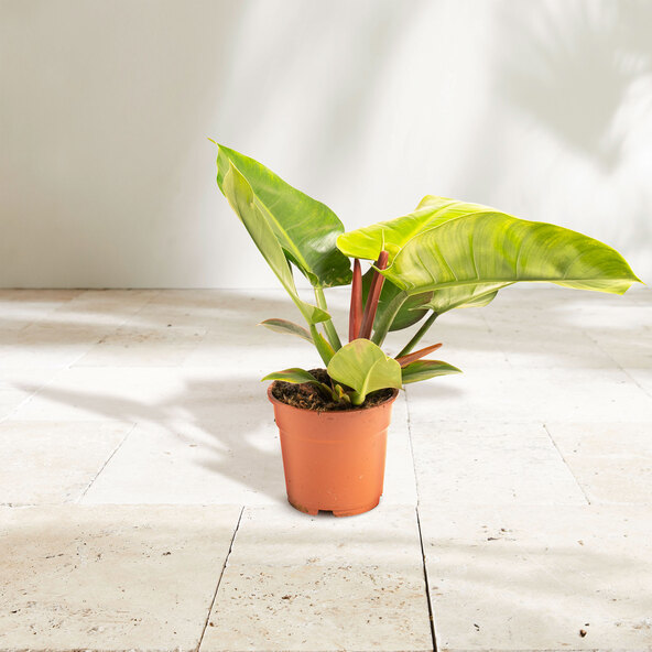 Filodendron Verde Imperial