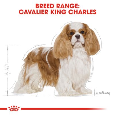 Royal Canin Cavalier King Charles Adulto