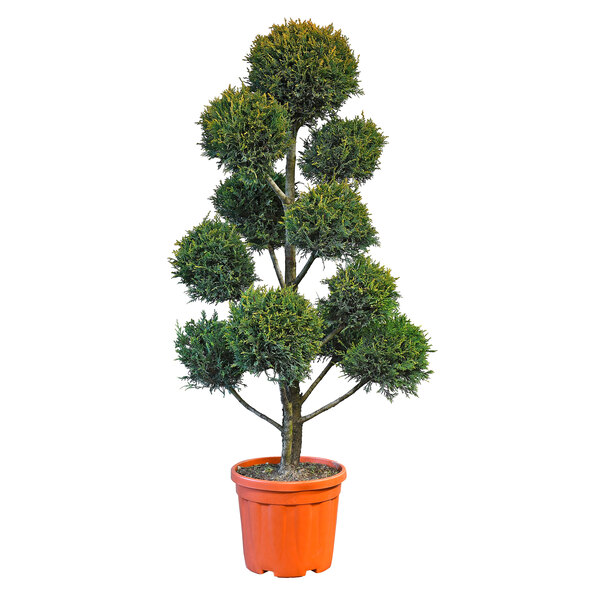 Pompón Baumzypresse XL