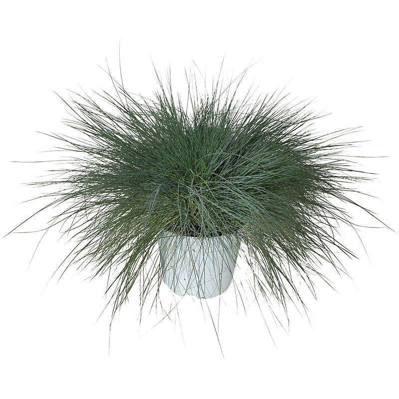 Prydgræs P17, Festuca glauca