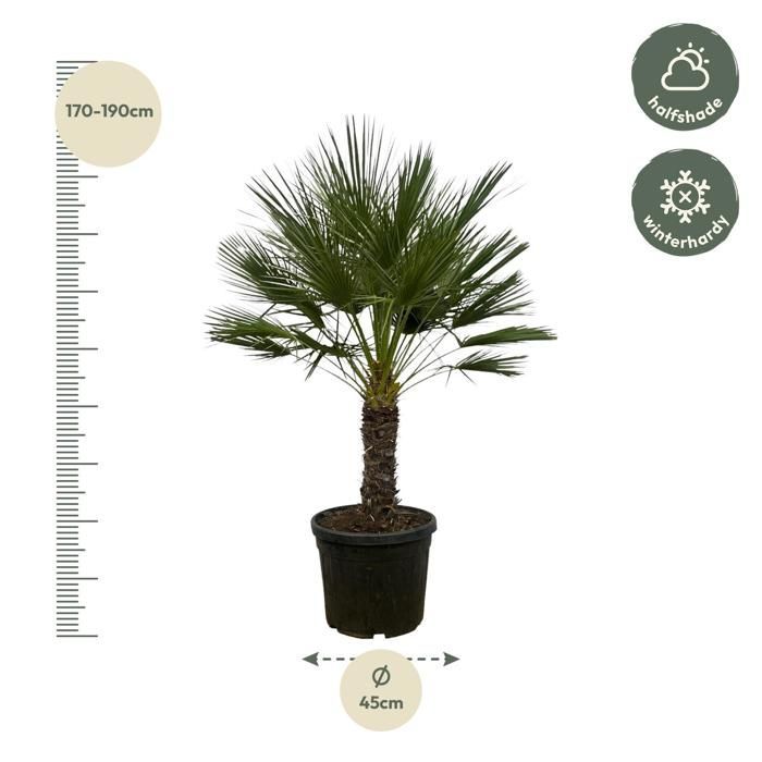 Chamaerops humilis op stam im 45-cm-Topf. Eine grüne Pflanze der Sorte Chamaerops humilis op stam, geliefert im Topf, ideal für helle Innenräume.