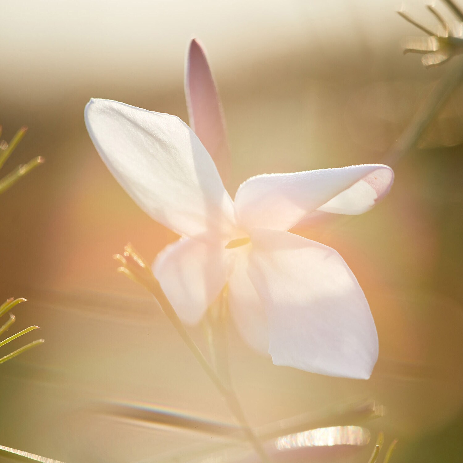 J'adore – Apă de toaletă pentru femei – Note florale și strălucitoare