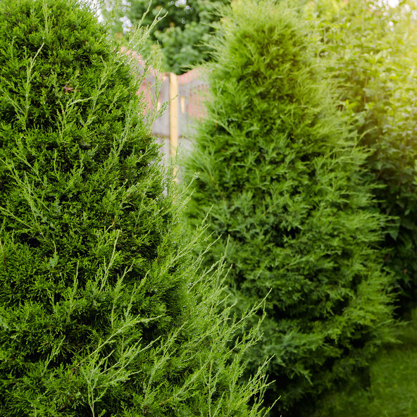 Thuja Brabant, 20 kpl + lannoite