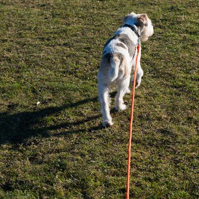 Heim Lang Hundesnor - Orange