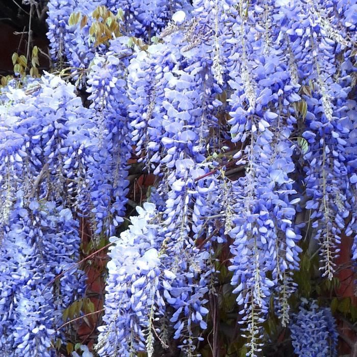 Wisteria Mix - 3 planten - Winterharde, klimmende, bladverliezende bloeiende struik