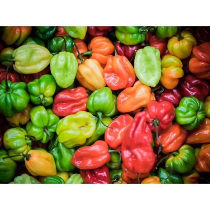 25 semillas de pimiento habanero Scotch Bonnet - Método orgánico para huertos familiares