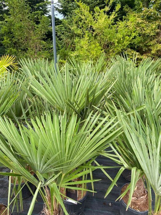 Palmeira Sunny Tree - Palmeira - Trachycarpus Fortunei - Palmeira-leque chinesa - Palmeira-de-cânhamo - Palmeira - 150 cm