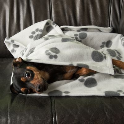 Pawty Fleece Blanket