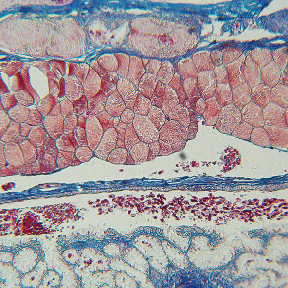 Microscop Biolux Touch 5MP HDMI