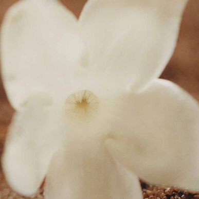 Chloé Chloé Nomade Jasmin Naturel EDP Intense 50 ml