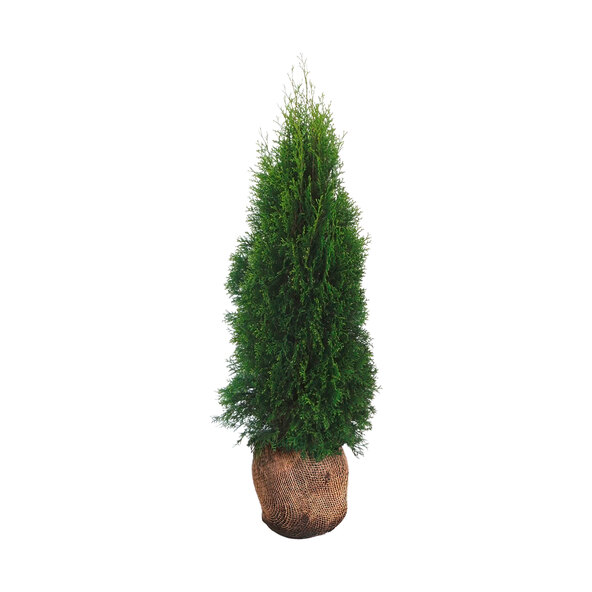 Φράχτης Thuja Emerald arborvitae, 30 τεμ.