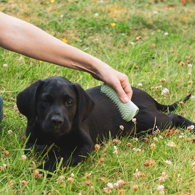 Pet Teezer hvalpebørste