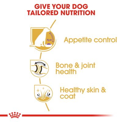 Royal Canin Labrador Retriever, kastriert/sterilisiert