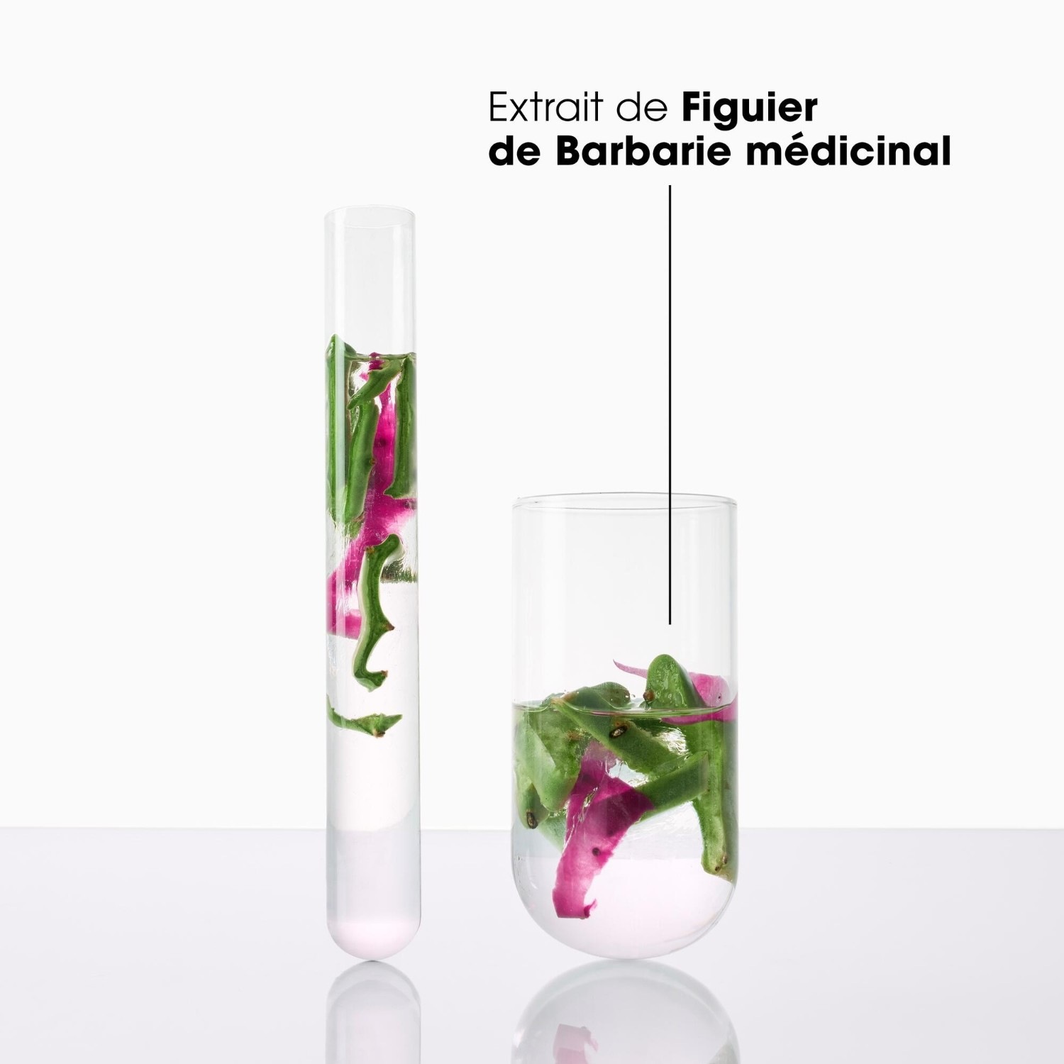 Klorane Figuier de Barbarie