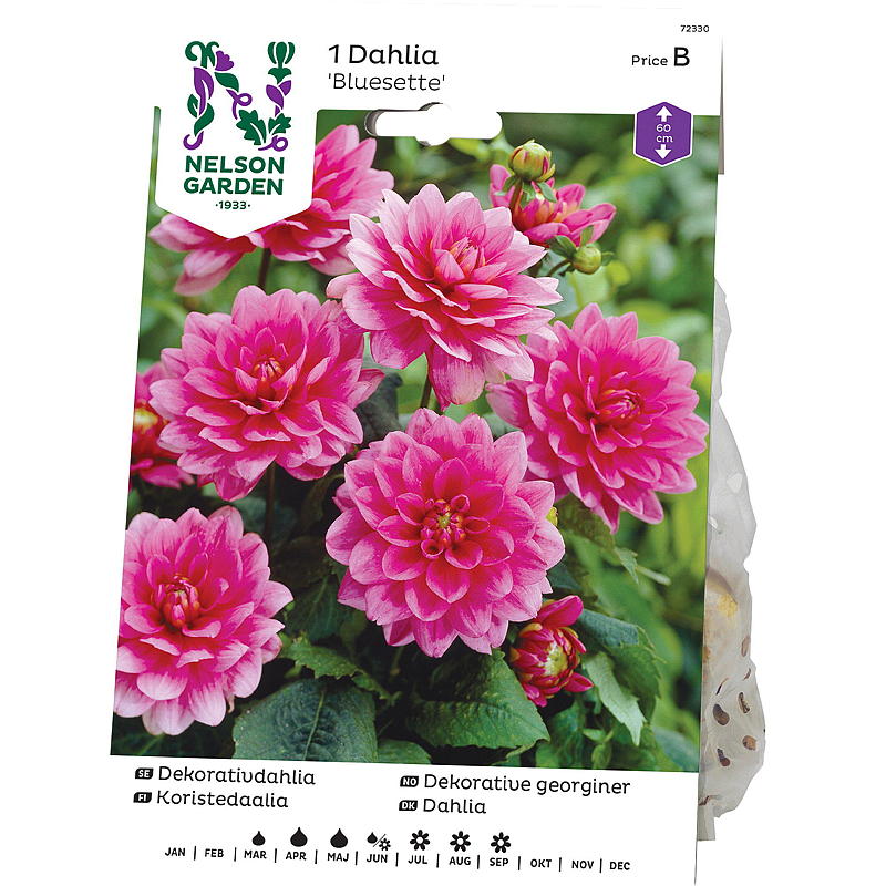 Giardino Nelson Georgine Low decor Bluesette, viola